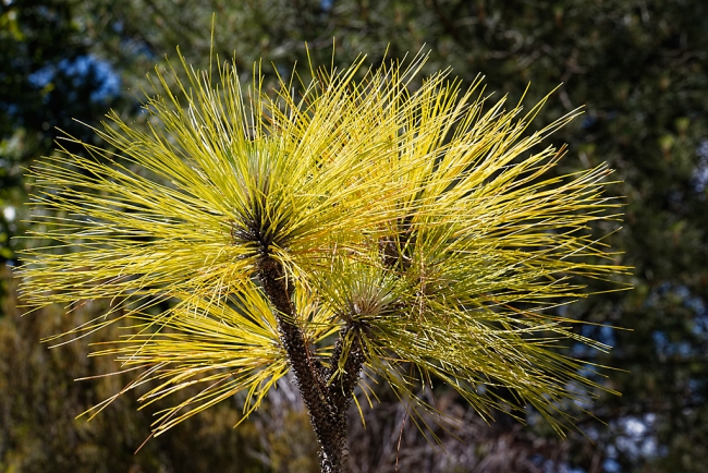 Jardin Botanique de la Bastide-030